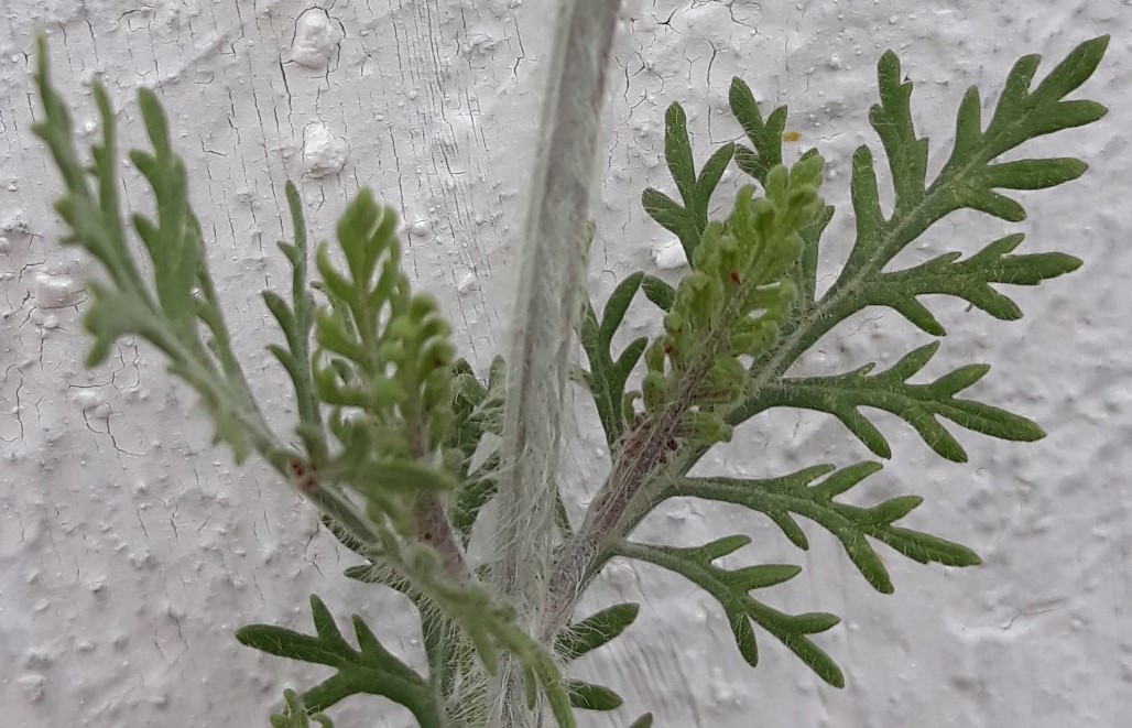 Annexe 20200328_142901b.jpg