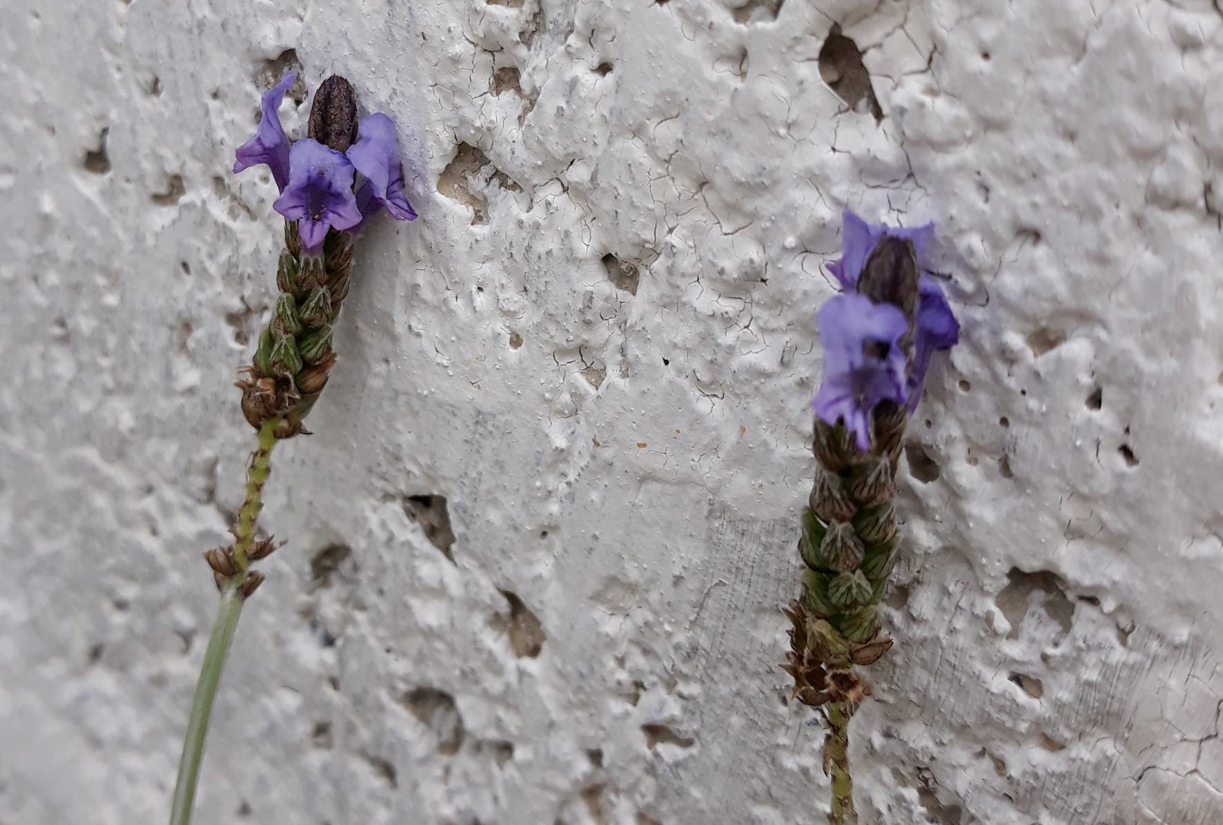 Annexe 20200328_142923.jpg