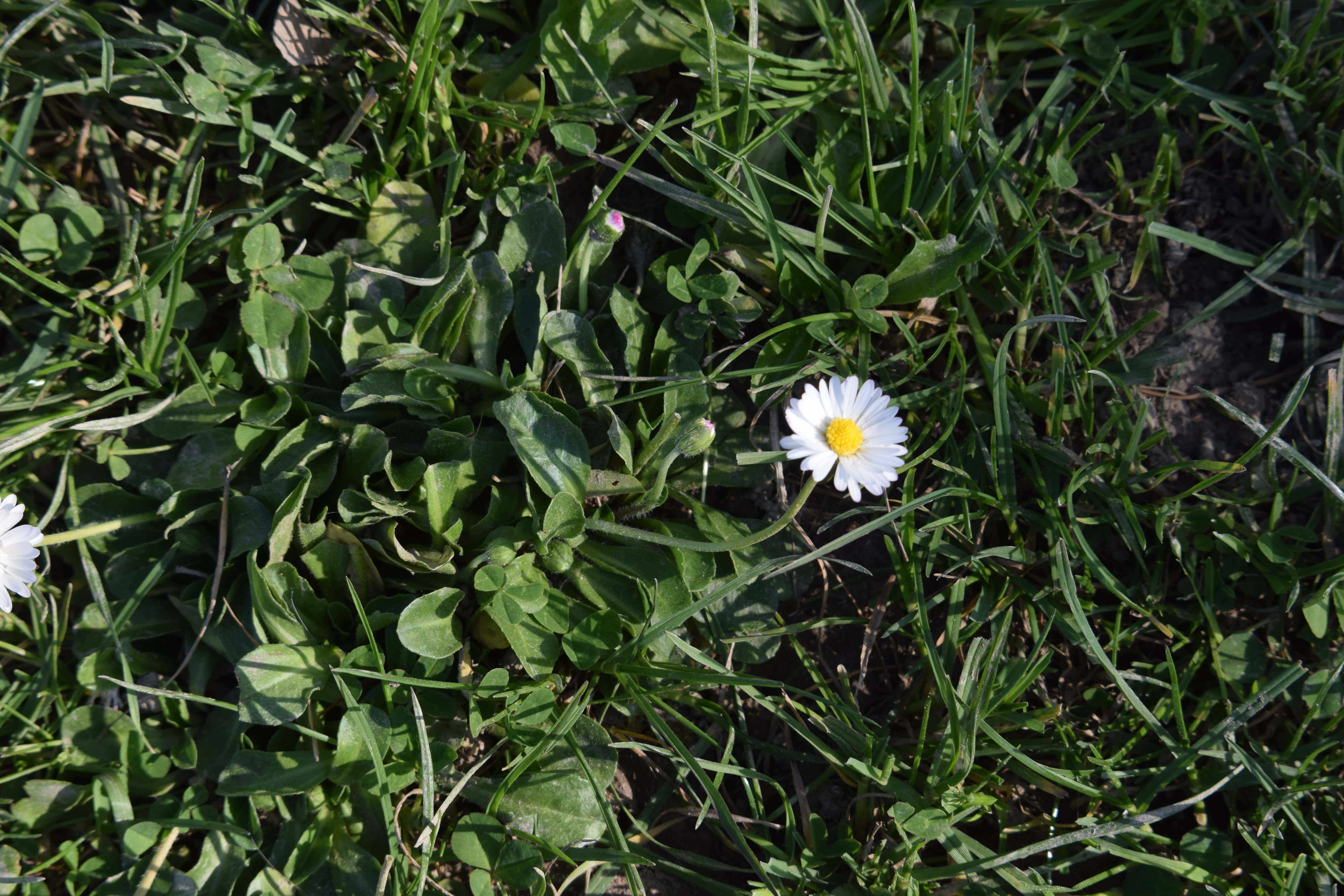 Annexe DSC_0001-min (1)-min.JPG