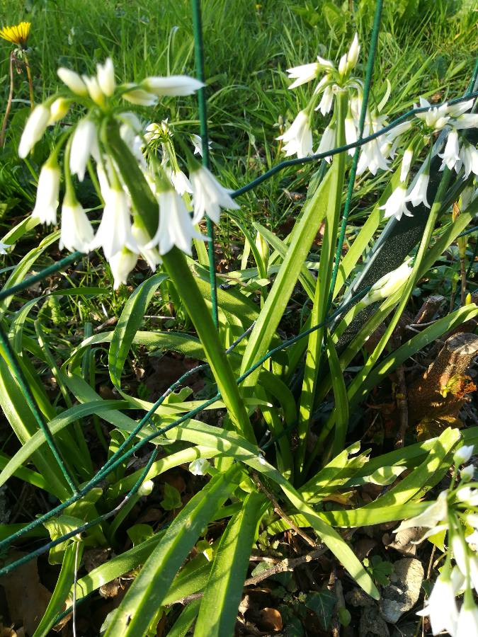 Annexe allium triquetrum.JPEG