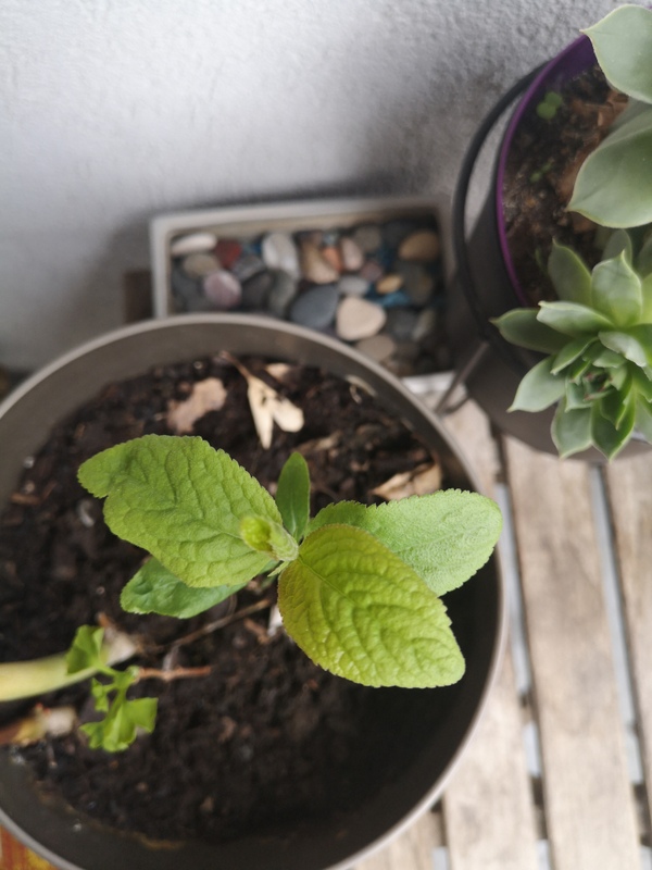 Annexe IMG_20200327_151959.jpg