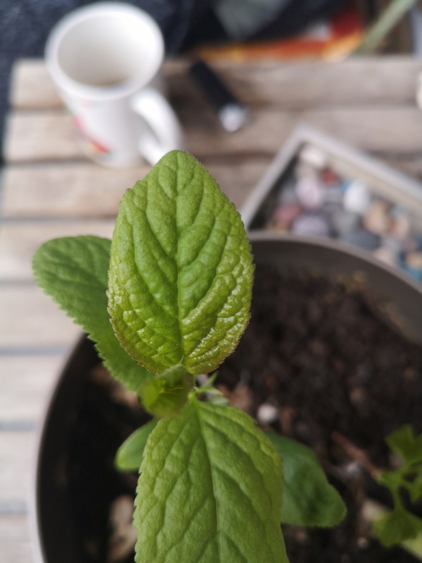 Annexe IMG_20200327_152643.jpg