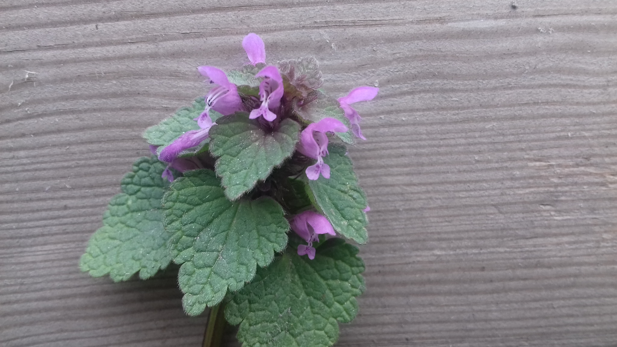 Annexe Lamium purpureum bis.jpg