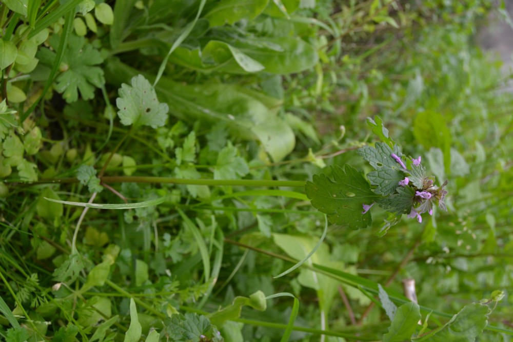 Annexe DSC_0206-small.JPG