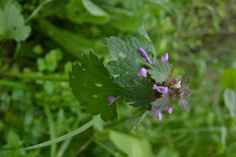 Annexe DSC_0207-small.JPG