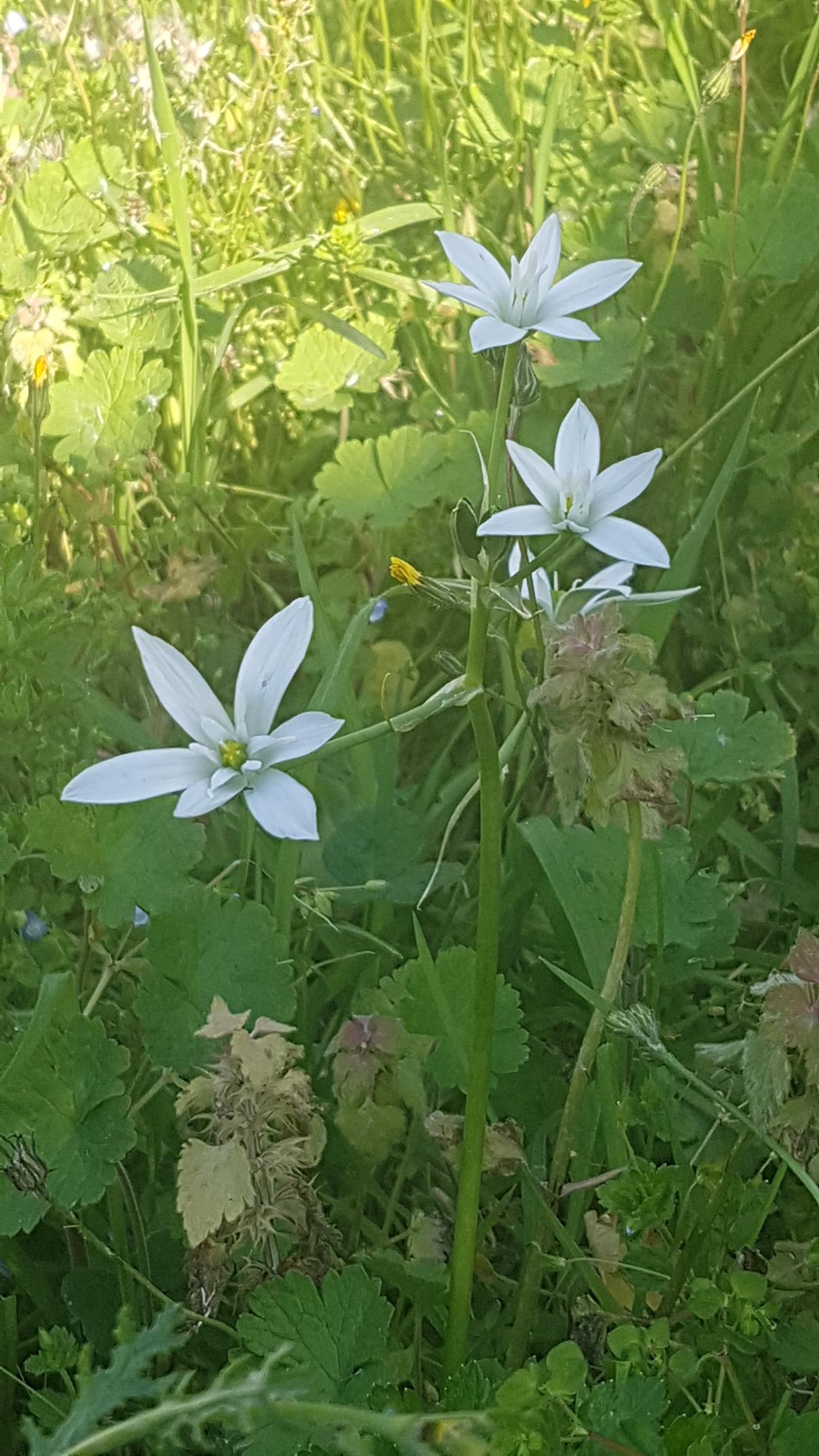 Annexe Ornithogale en ombelle 1.jpg