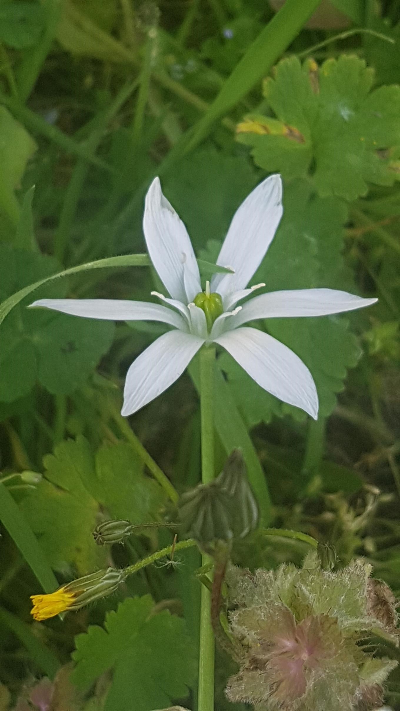 Annexe Ornithogale en ombelle 2.jpg