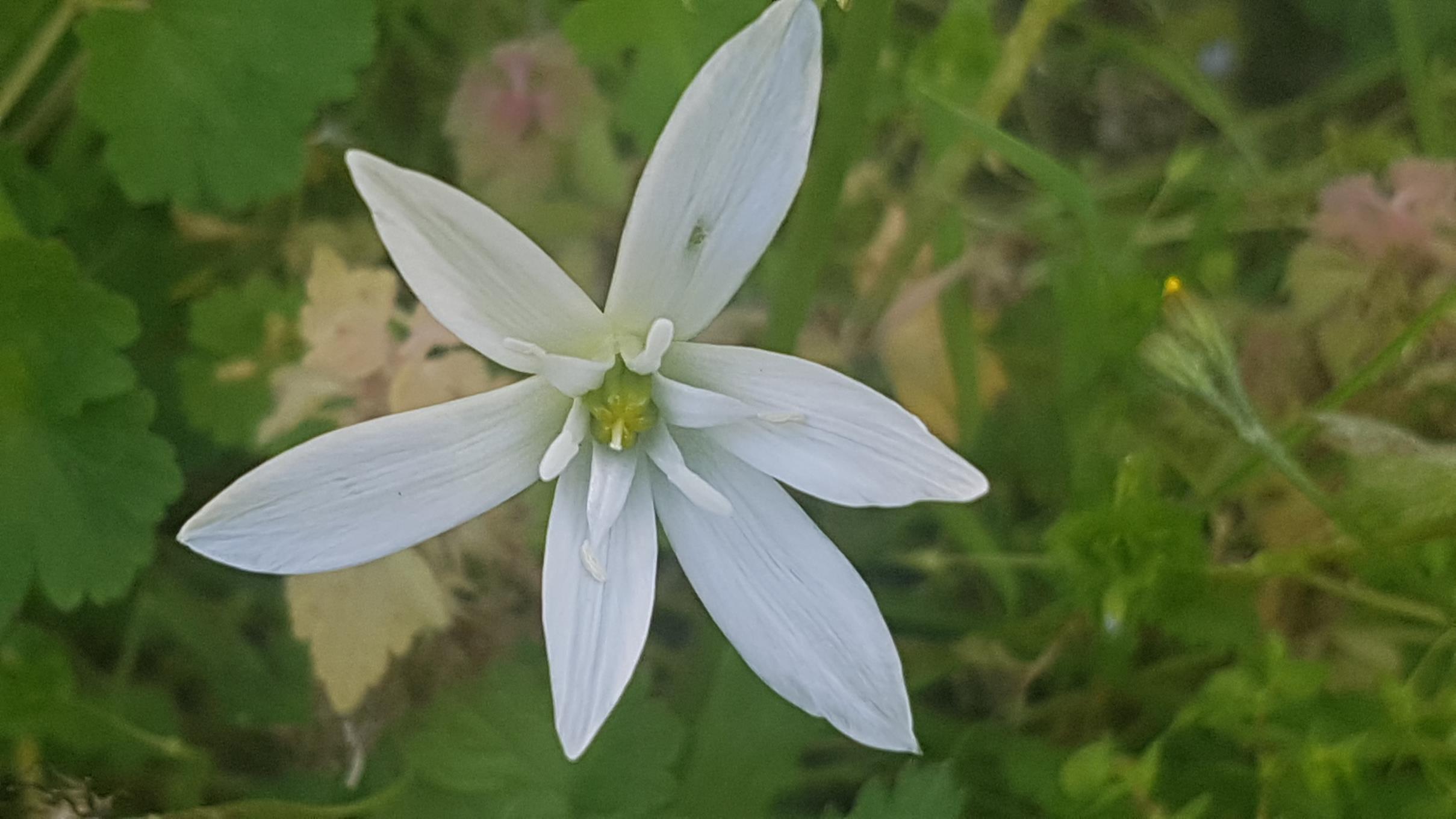 Annexe Ornithogale en ombelle 3.jpg