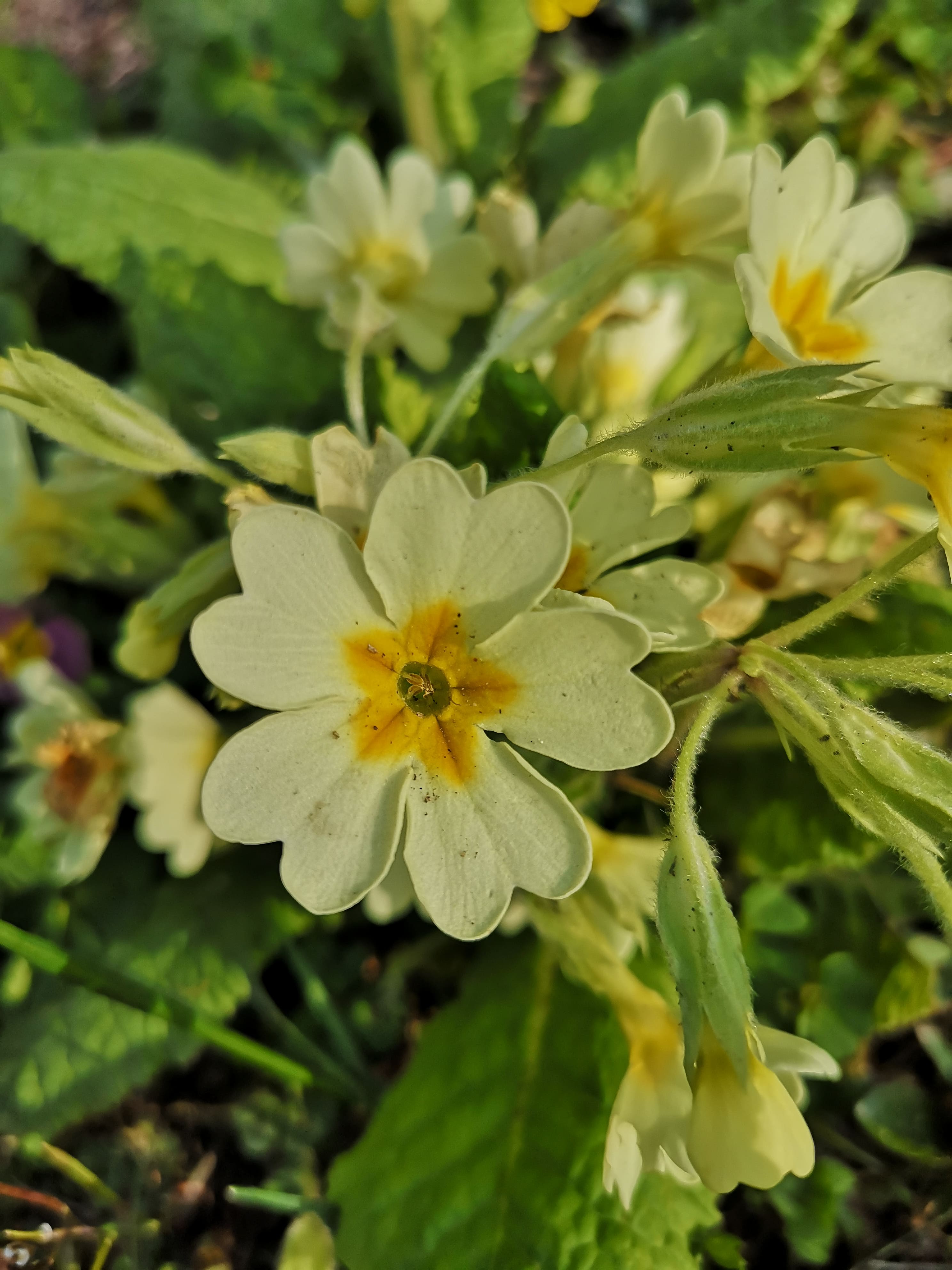 Annexe IMG_20200328_163547-min.jpg