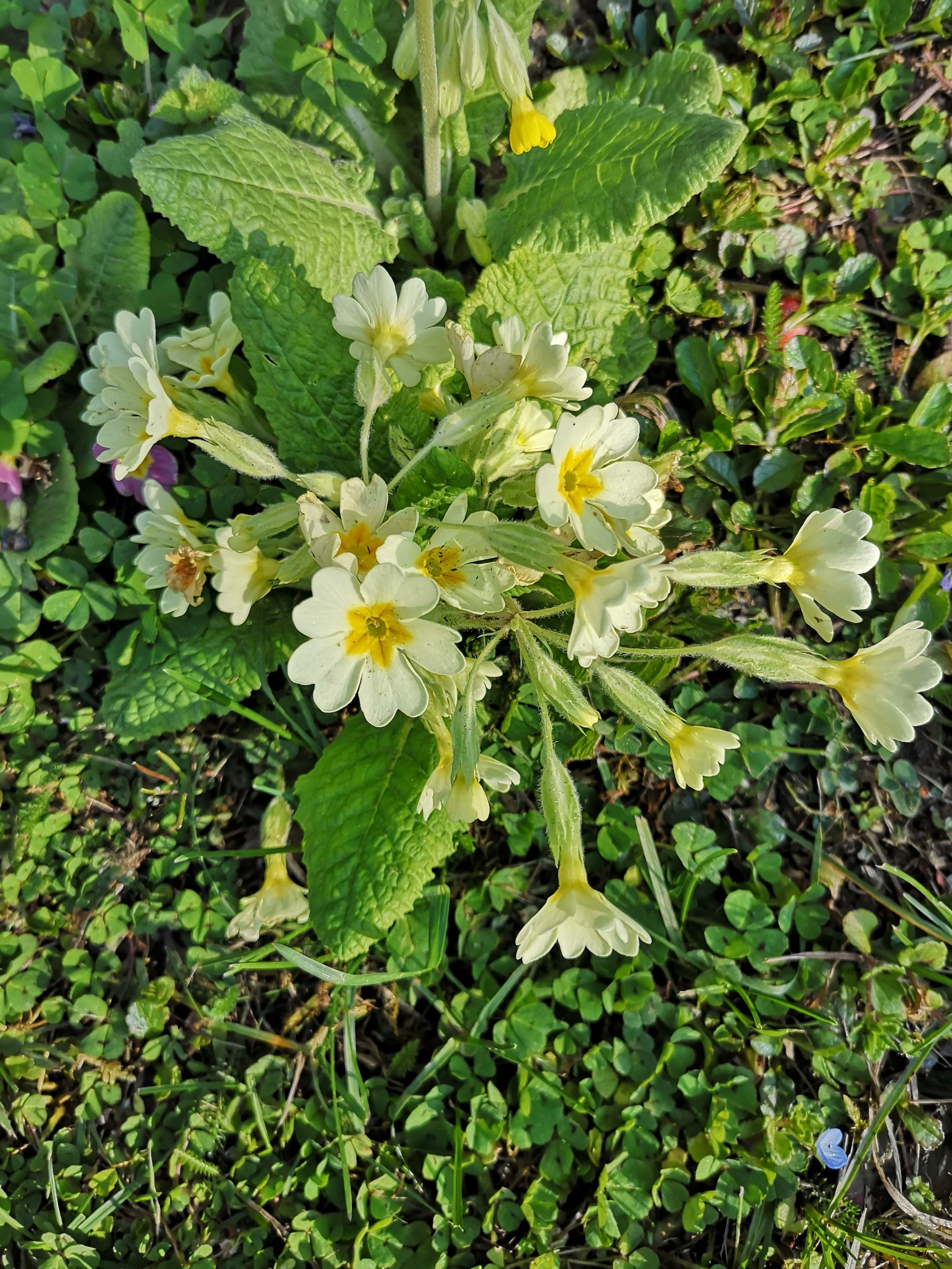 Annexe IMG_20200328_163557-min.jpg