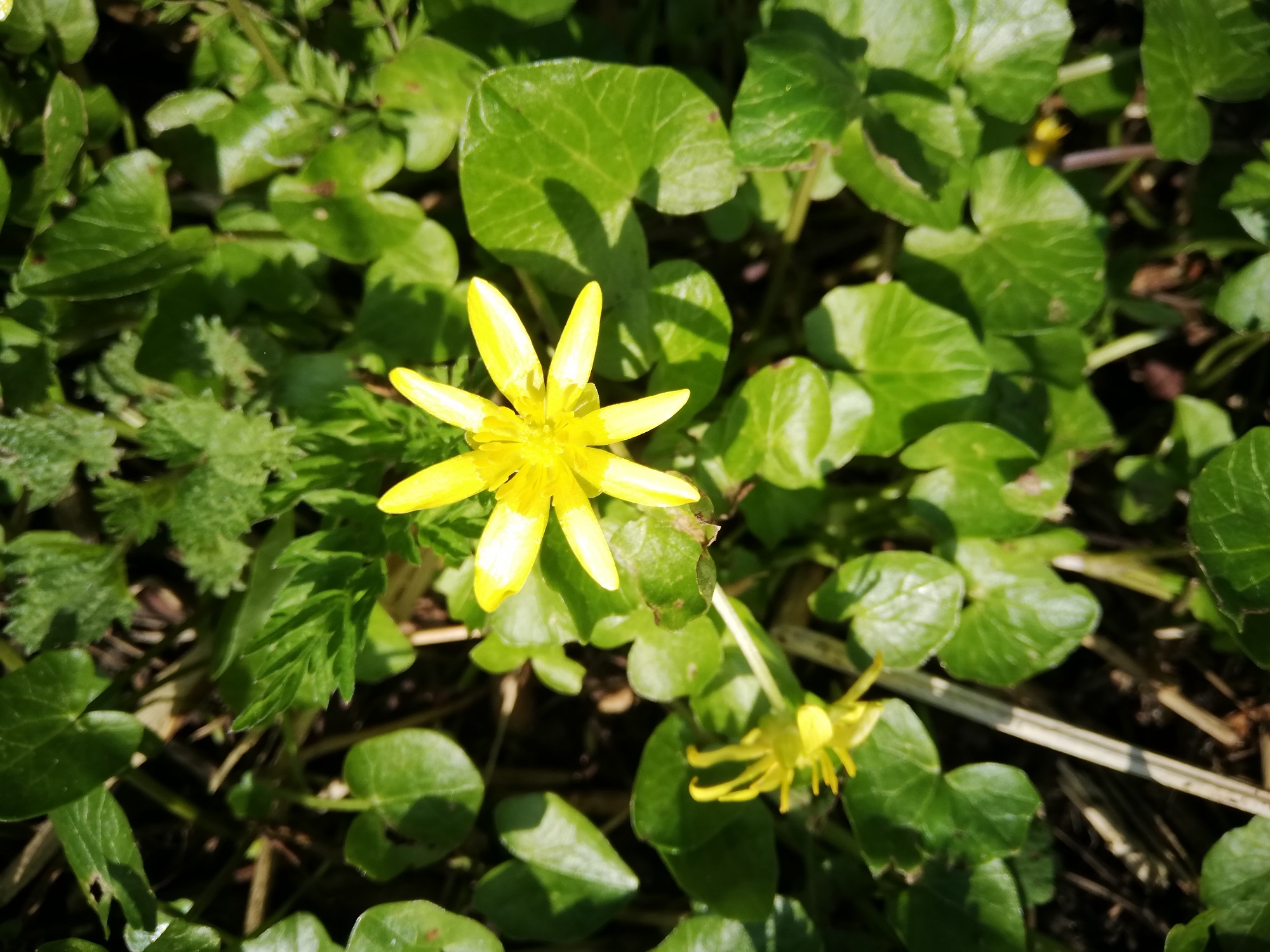 Annexe Ficaire 1.jpg