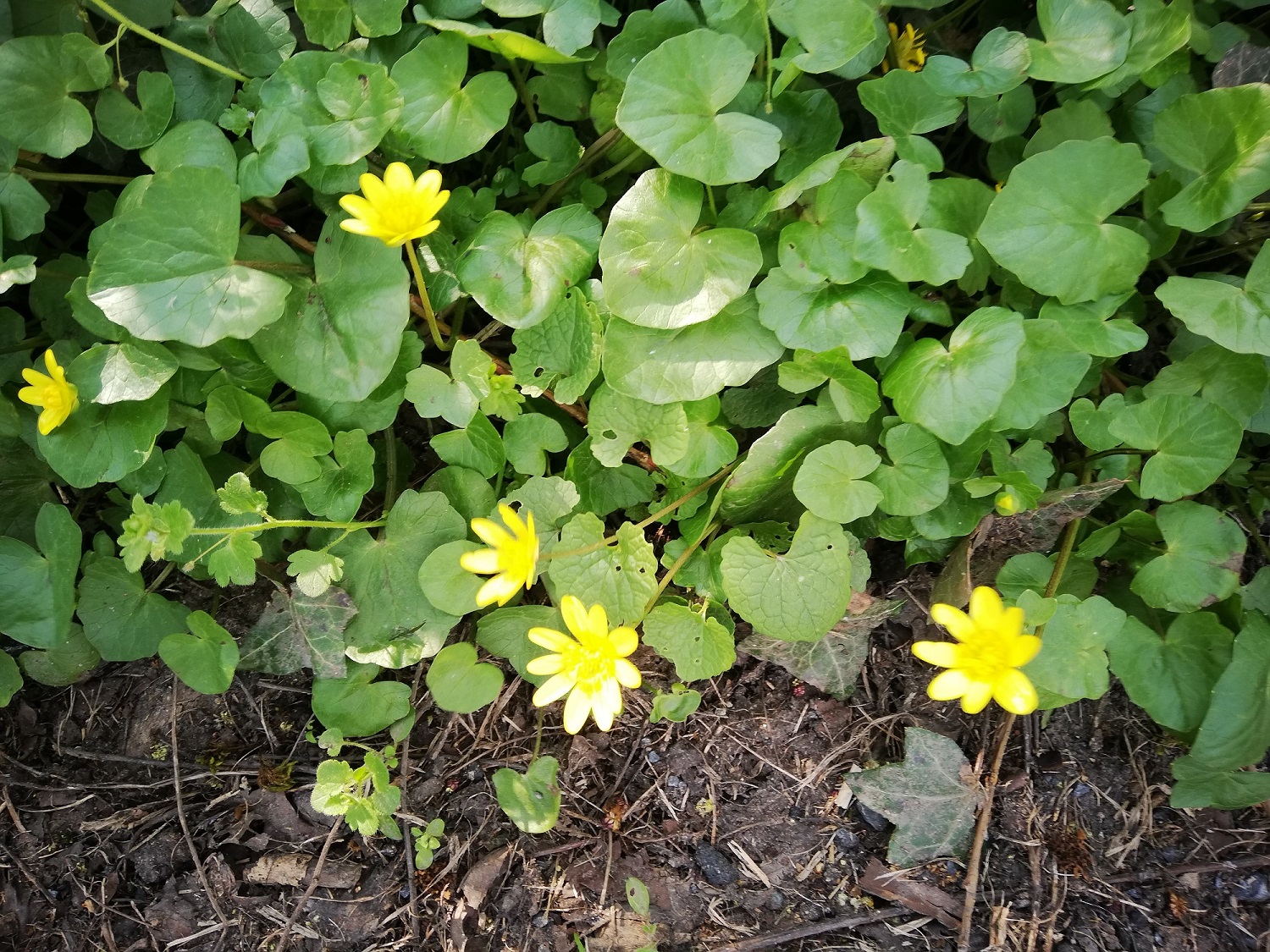 Annexe Ficaire 2.jpg