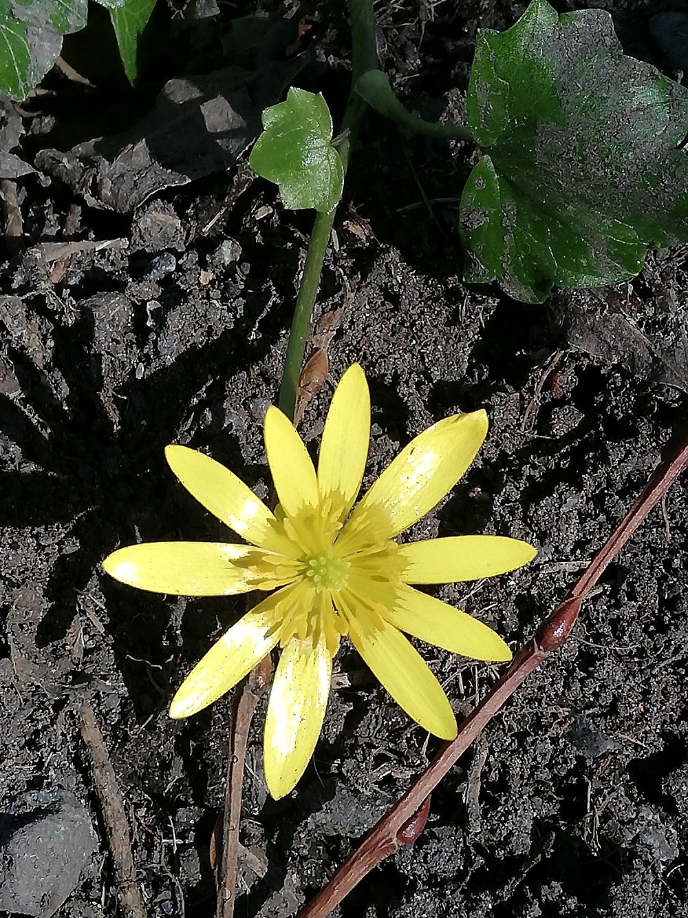 Annexe Ficaire 3.jpg