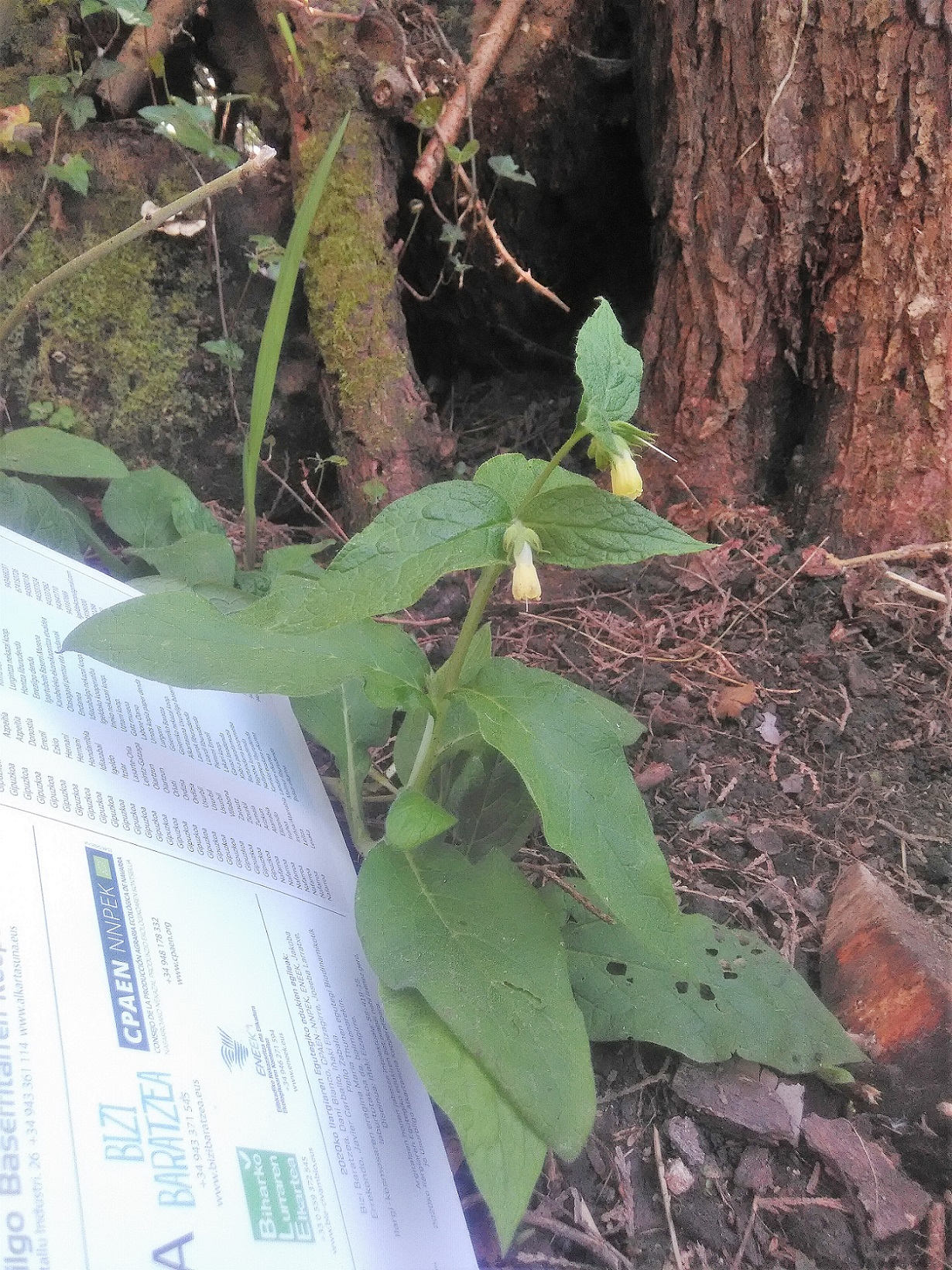 Annexe IMG_20200328_155457 (2).jpg