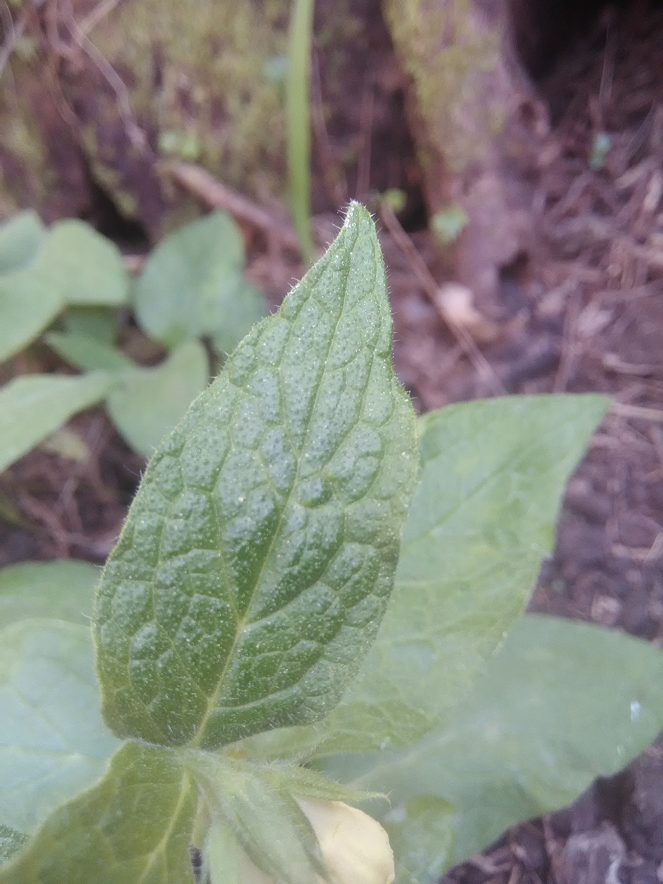 Annexe IMG_20200328_155623 - Copie.jpg