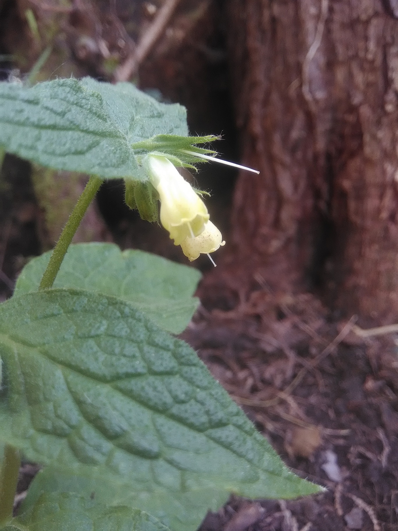 Annexe IMG_20200328_155805.jpg