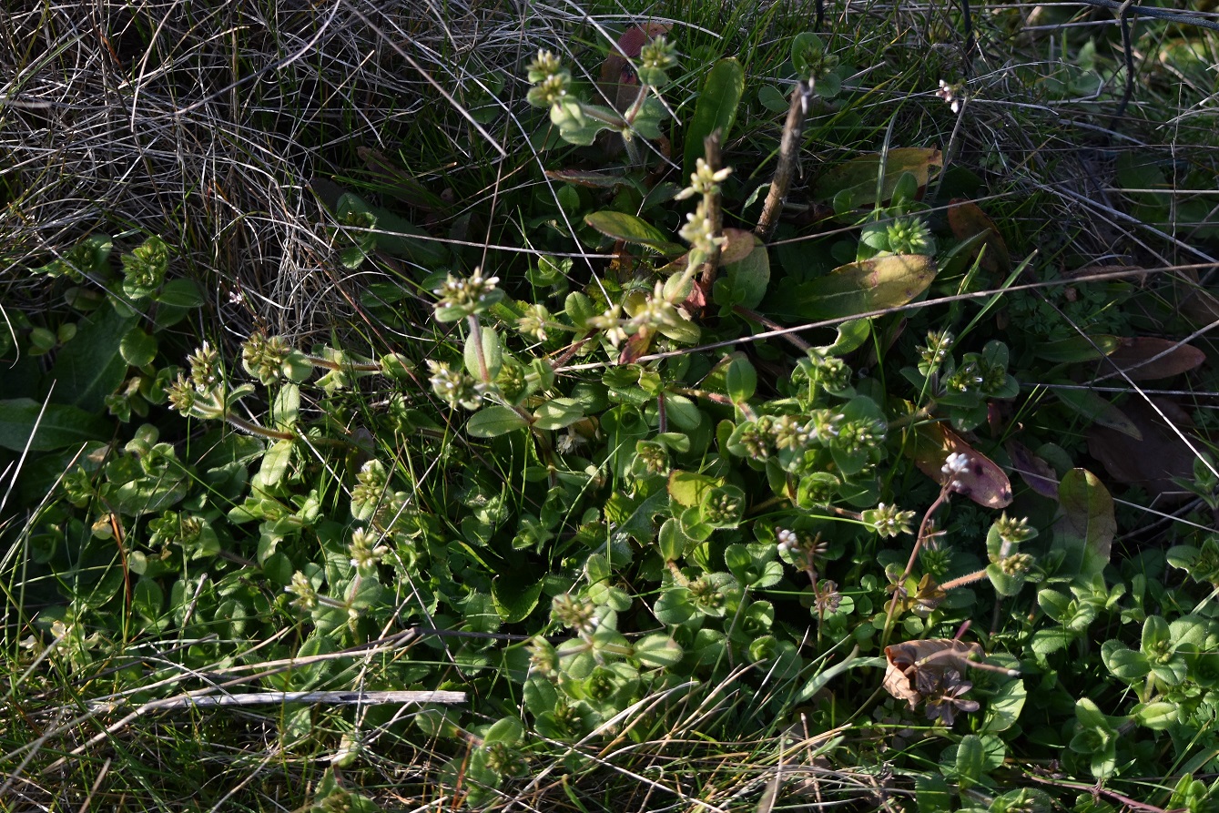 Annexe DSC_0206 ensemble.JPG