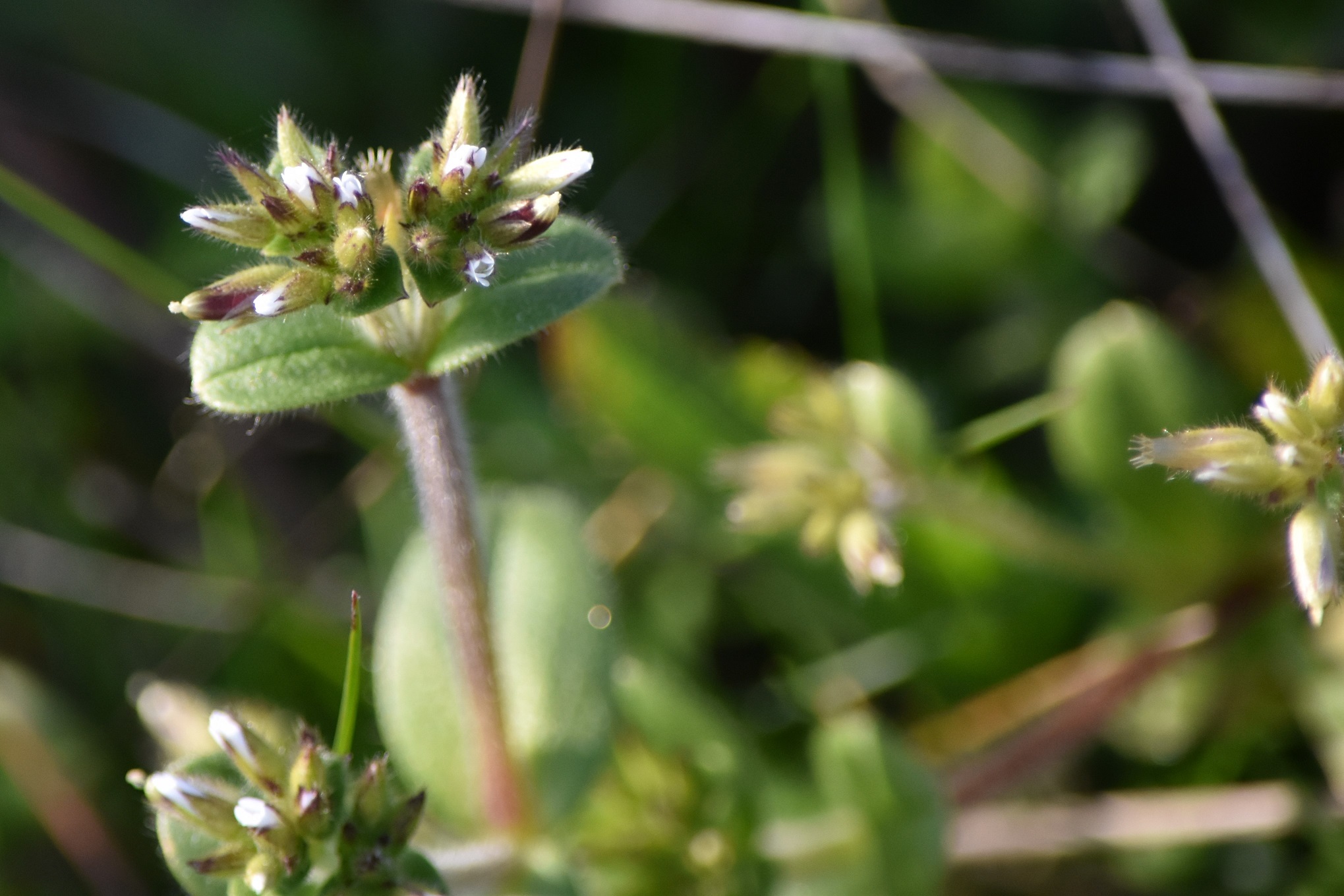 Annexe DSC_0207 fleurs.JPG