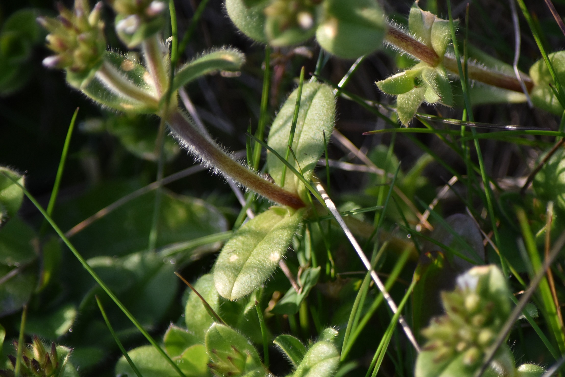 Annexe DSC_0208 feuille.JPG