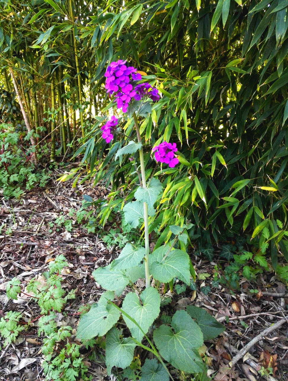 Annexe WhatsApp Image 2020-03-28 at 17.30.55(2).jpeg