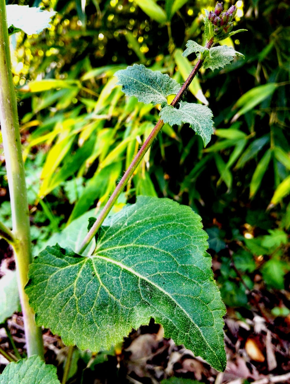 Annexe WhatsApp Image 2020-03-28 at 17.30.55.jpeg