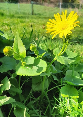 Annexe Doronicum.jpg