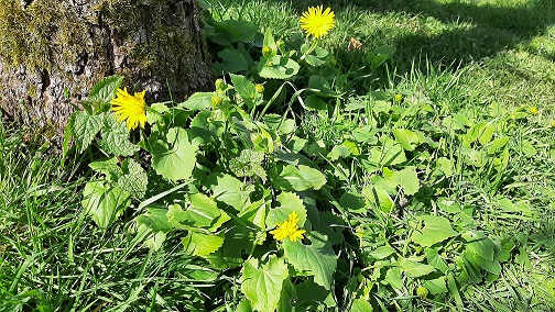 Annexe Doronicum2.jpg