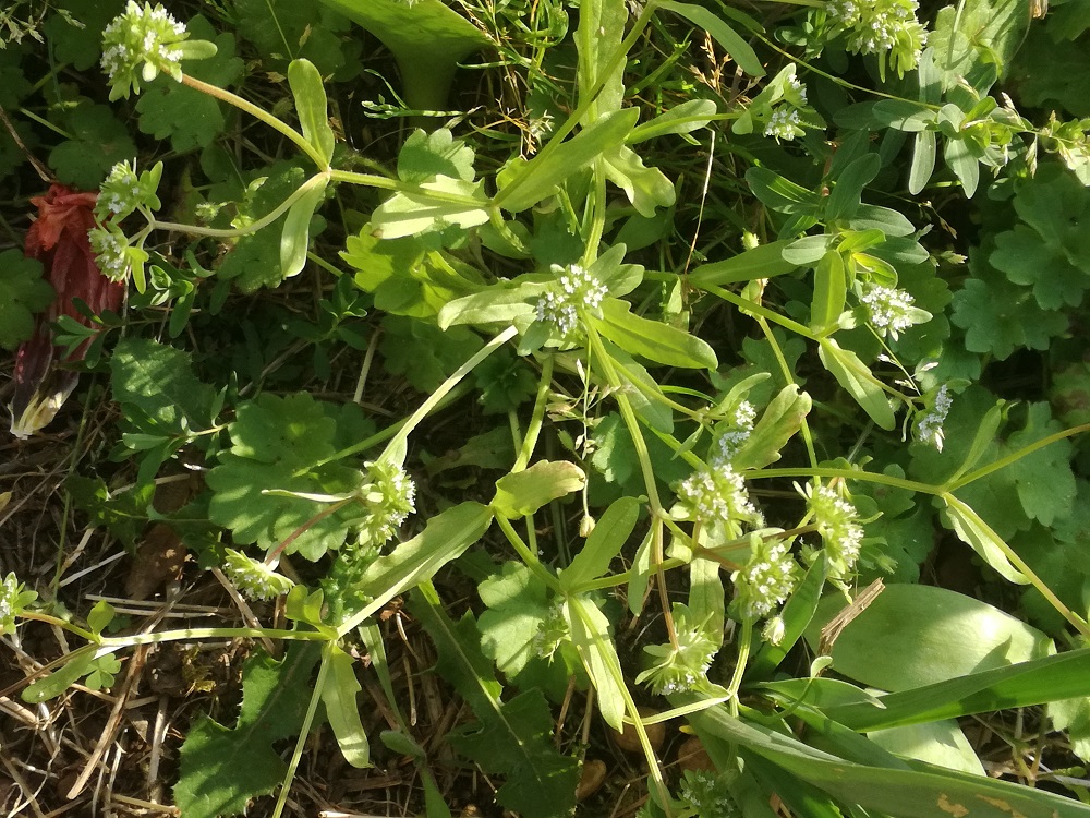 Annexe vue ensemble.jpg