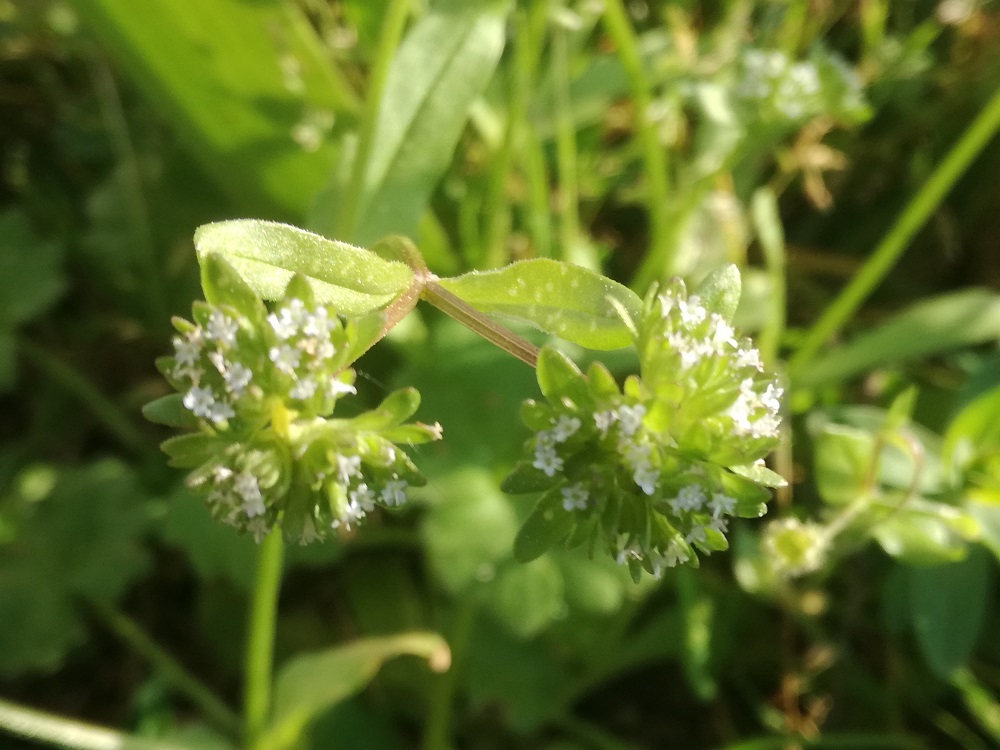 Annexe vue fleur.jpg