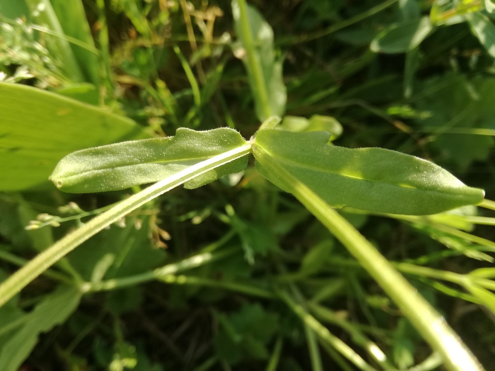 Annexe vue tige et feuille.jpg