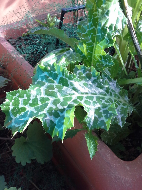 Annexe 20200328_171126 (Copia).jpg