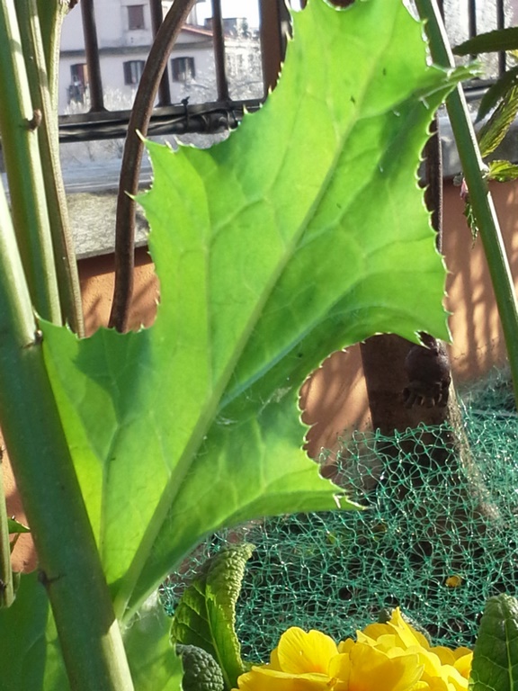 Annexe 20200328_171254 (Copia).jpg