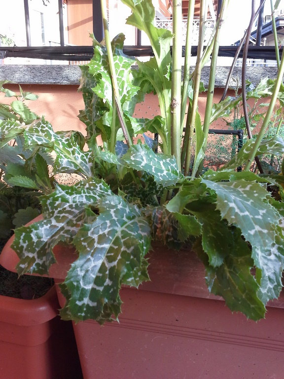 Annexe 20200328_171350 (Copia).jpg