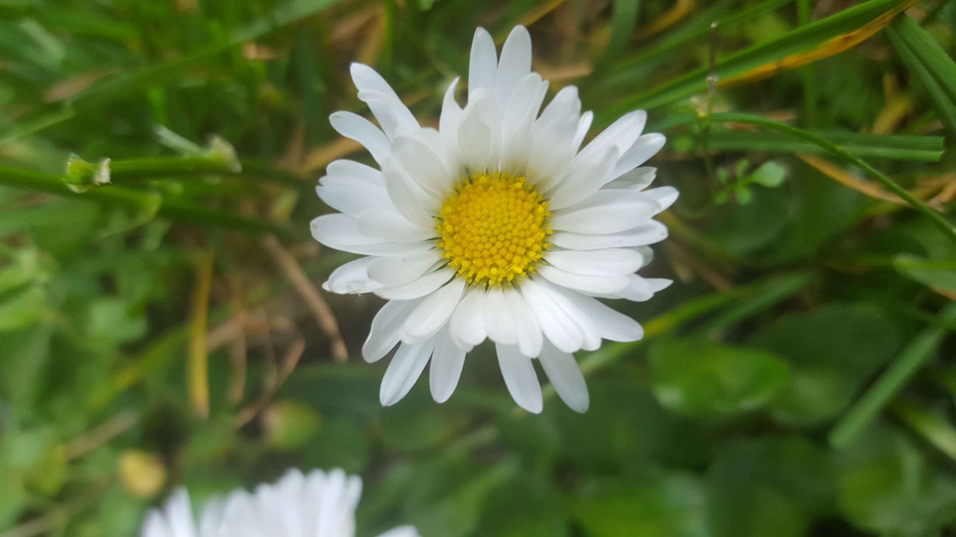 Annexe Pâquerette - Bellis Perenis - Vue dune fleur T2M.jpg