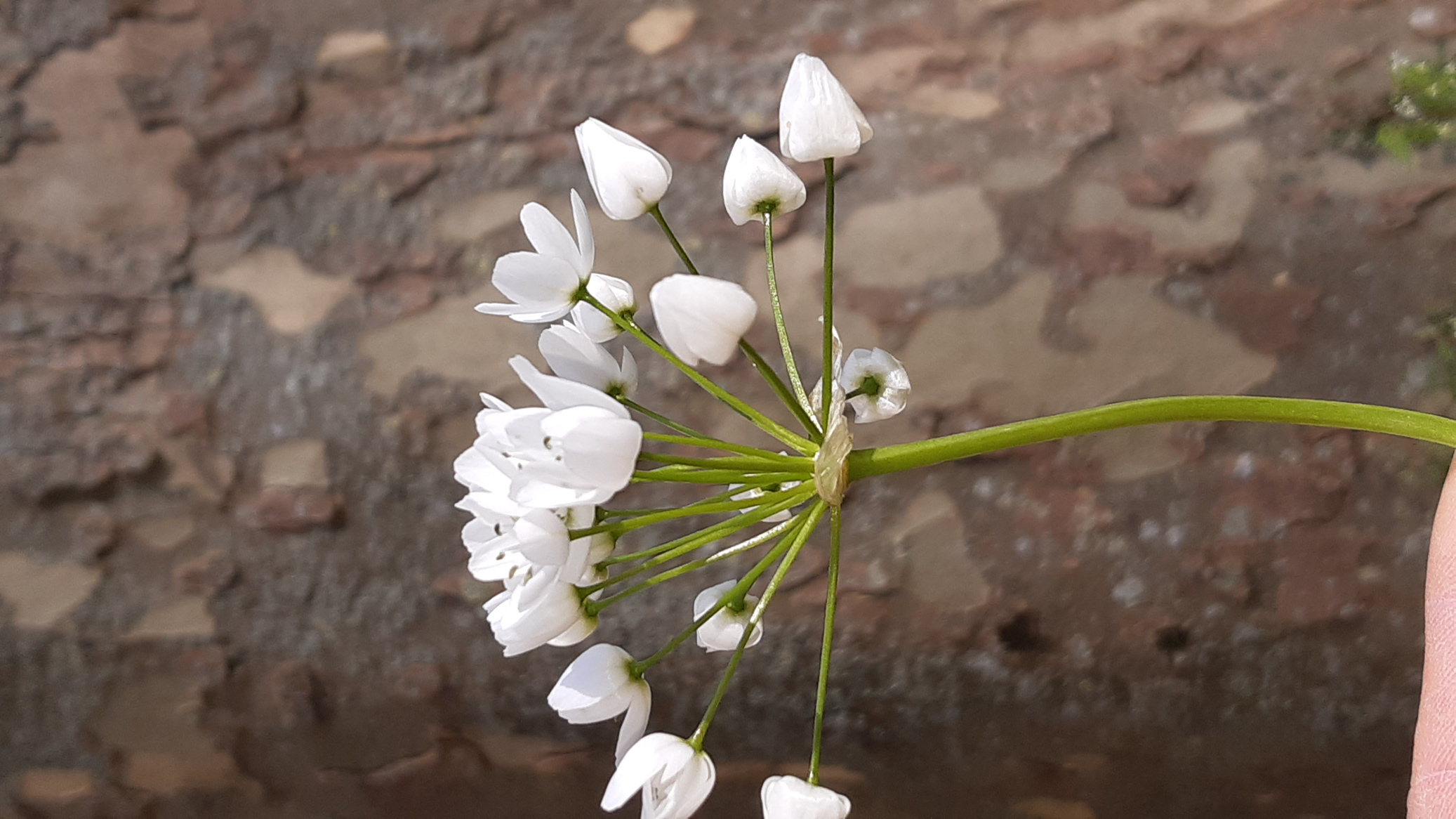 Annexe ombelle de profil.jpg