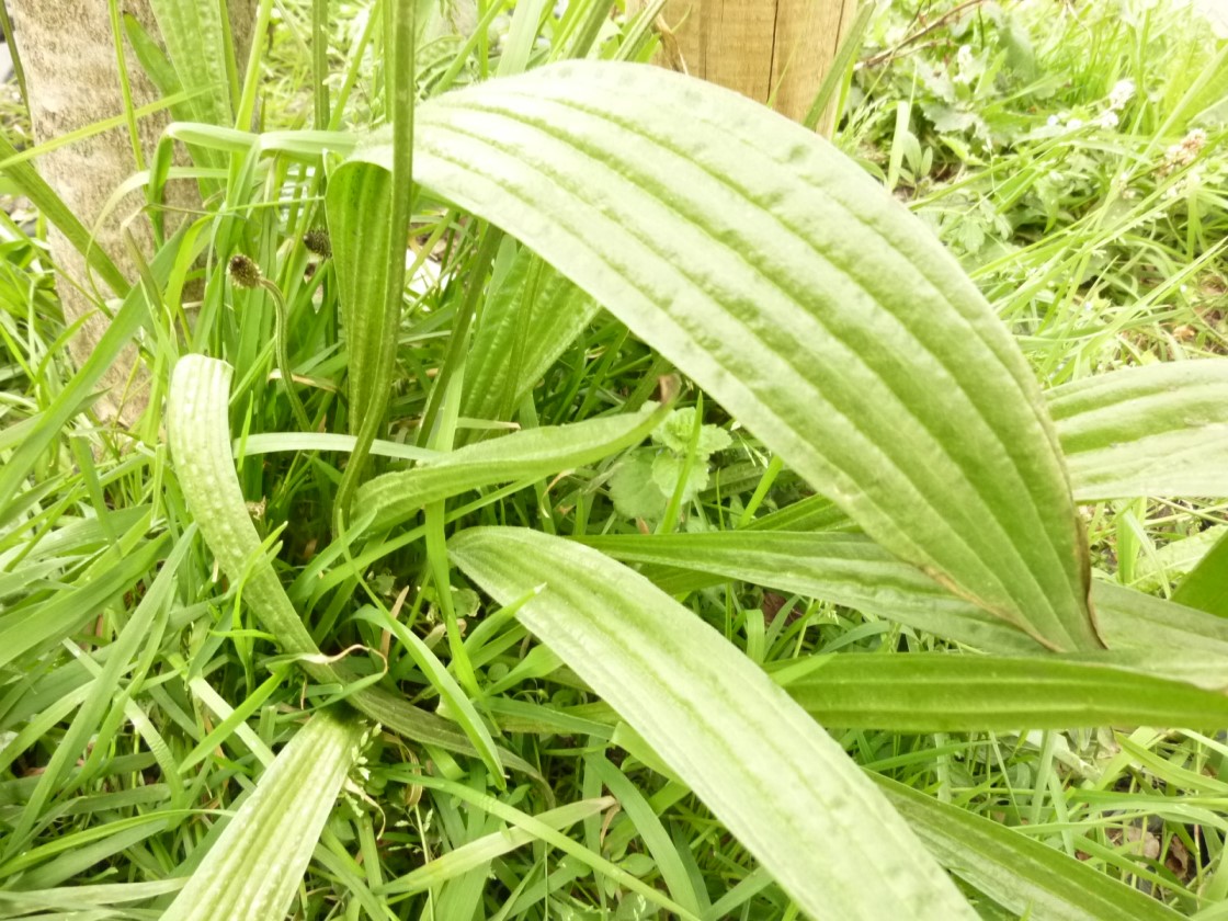 Annexe feuille 2.jpg