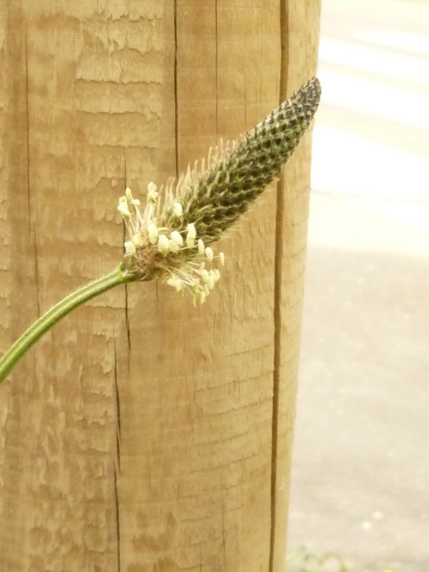 Annexe fleur plantain lancéolé.jpg