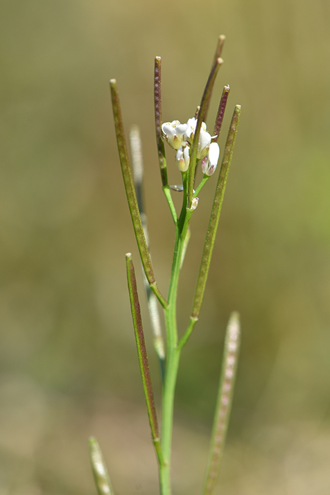 Annexe plante 01.jpg