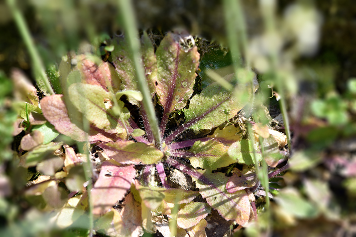 Annexe plante 04.jpg