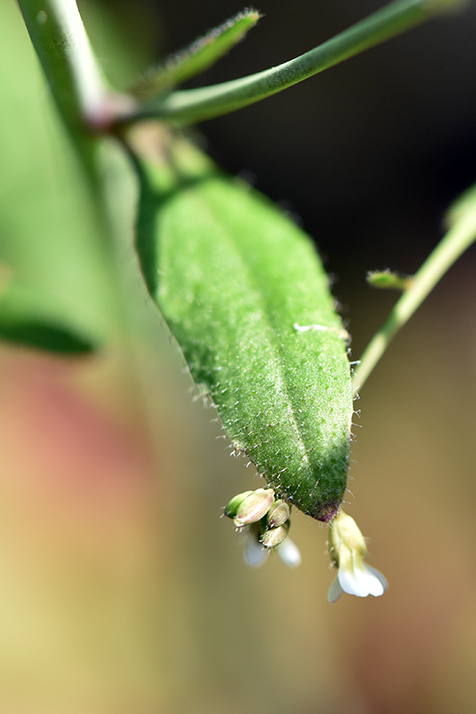 Annexe plante 05.jpg