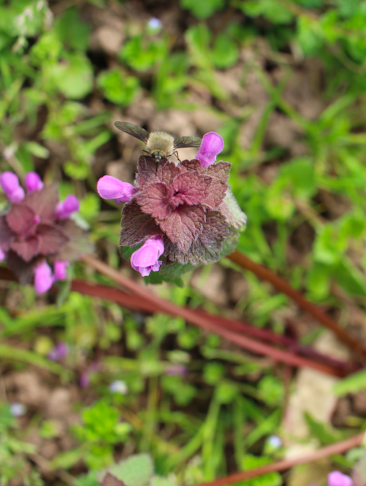 Annexe Capture d’écran 2020-03-28 à 18.00.14.png