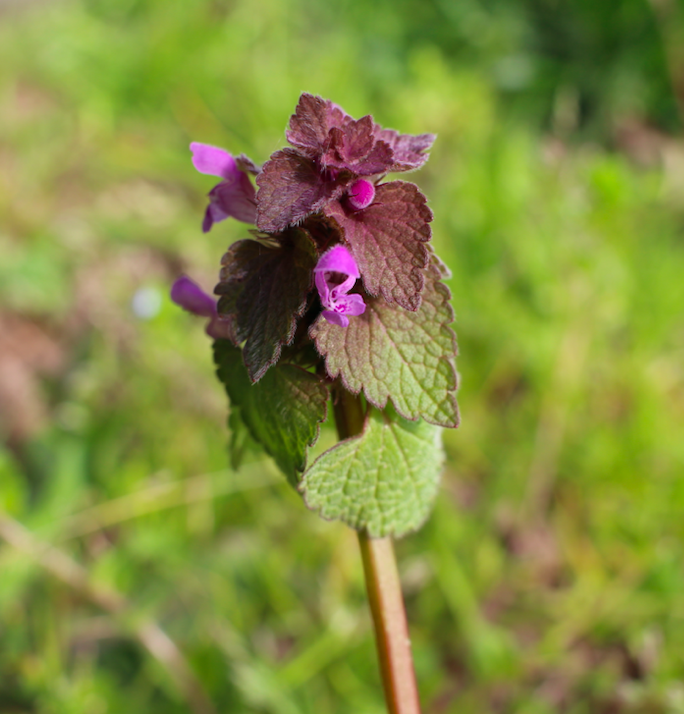 Annexe Capture d’écran 2020-03-28 à 18.00.25.png