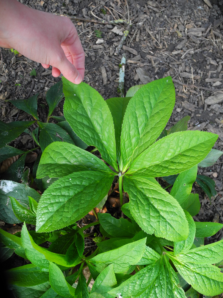 Annexe feuillebase.jpg