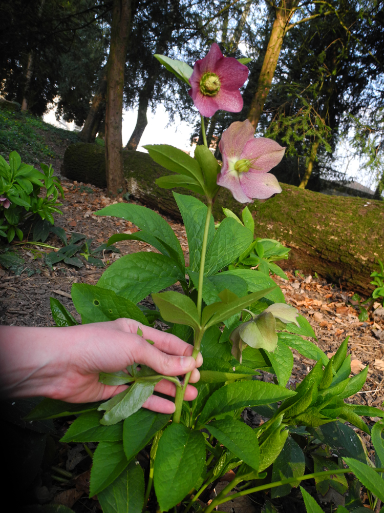 Annexe tigefleurie.jpg