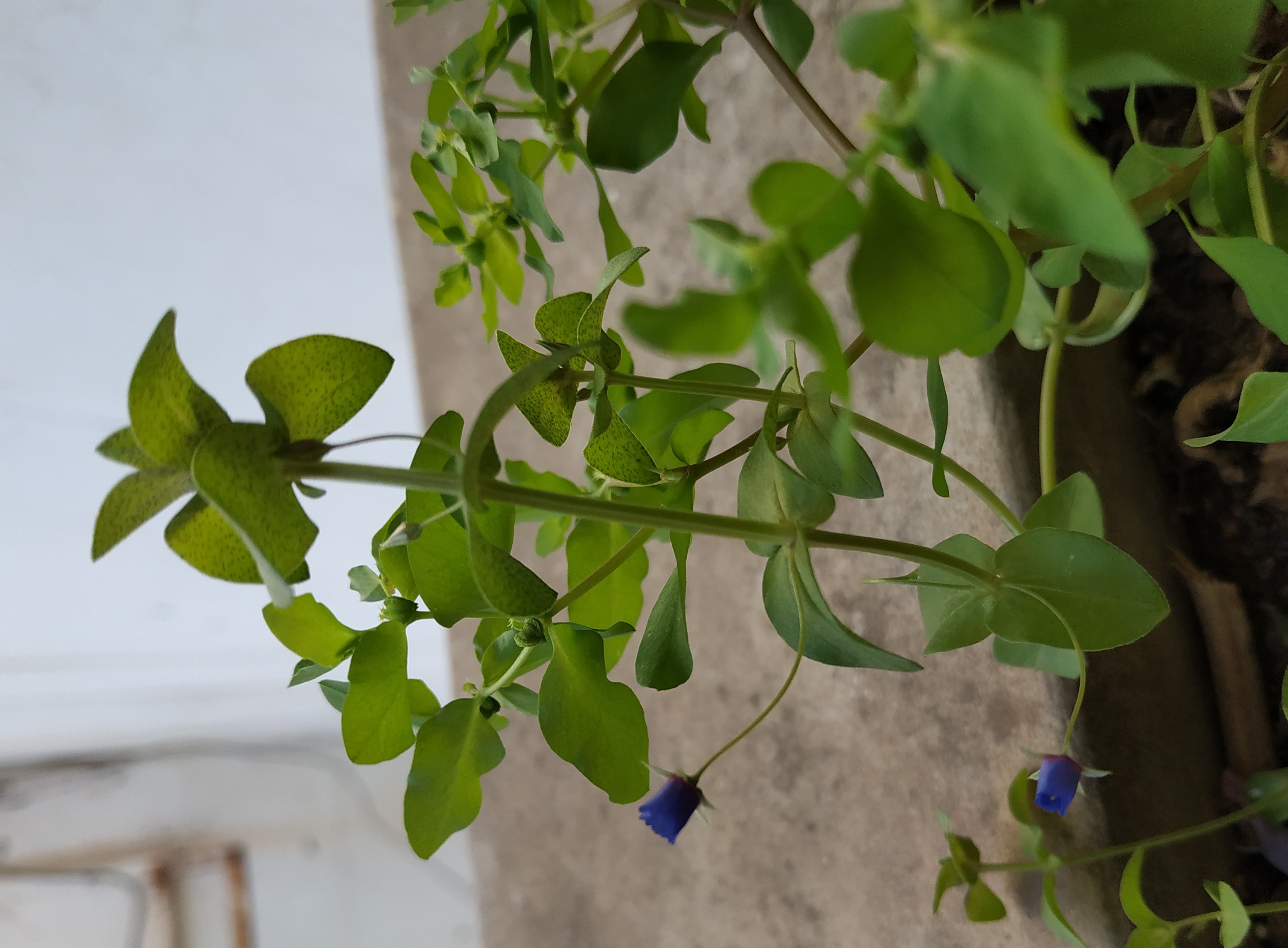 Annexe IMG_20200326_171549.jpg