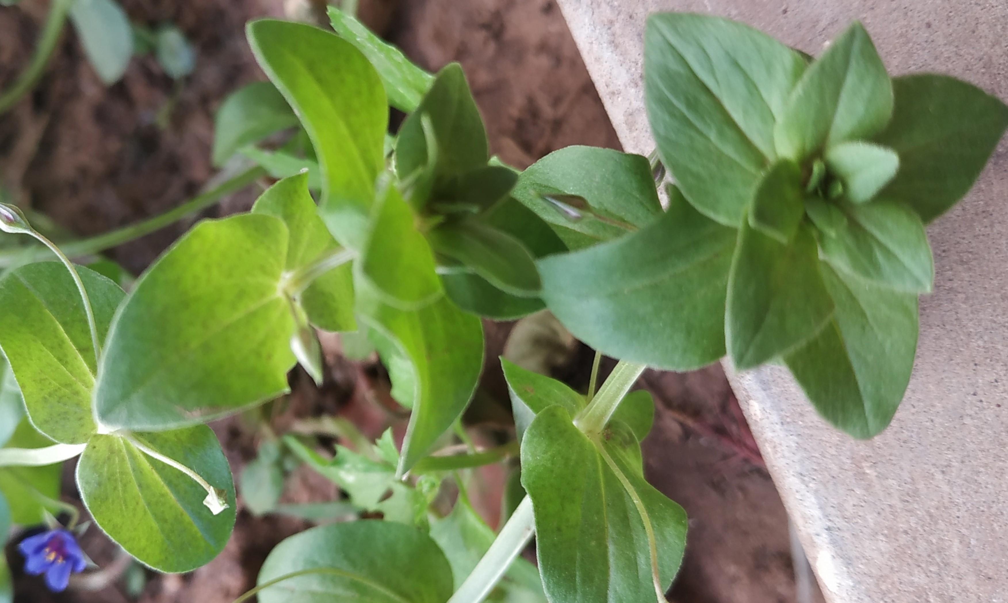 Annexe IMG_20200328_163417.jpg