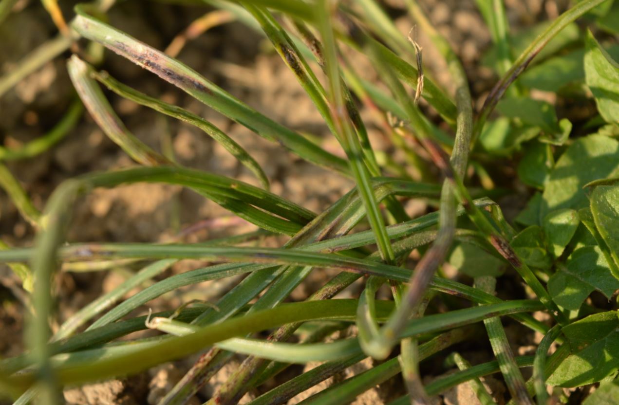 Annexe feuilles de la base muscari.JPG