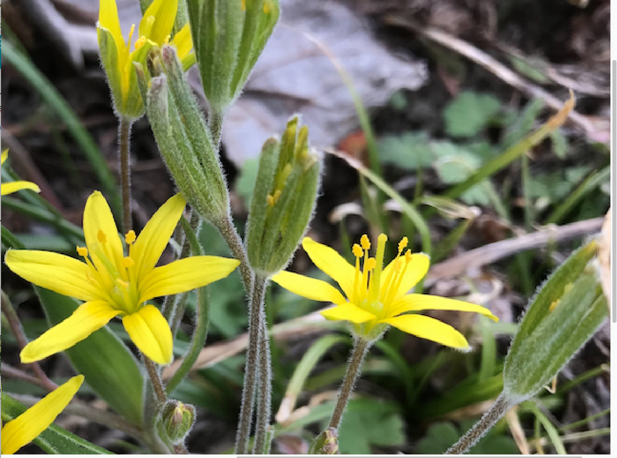 Annexe bourgeons tiges .png