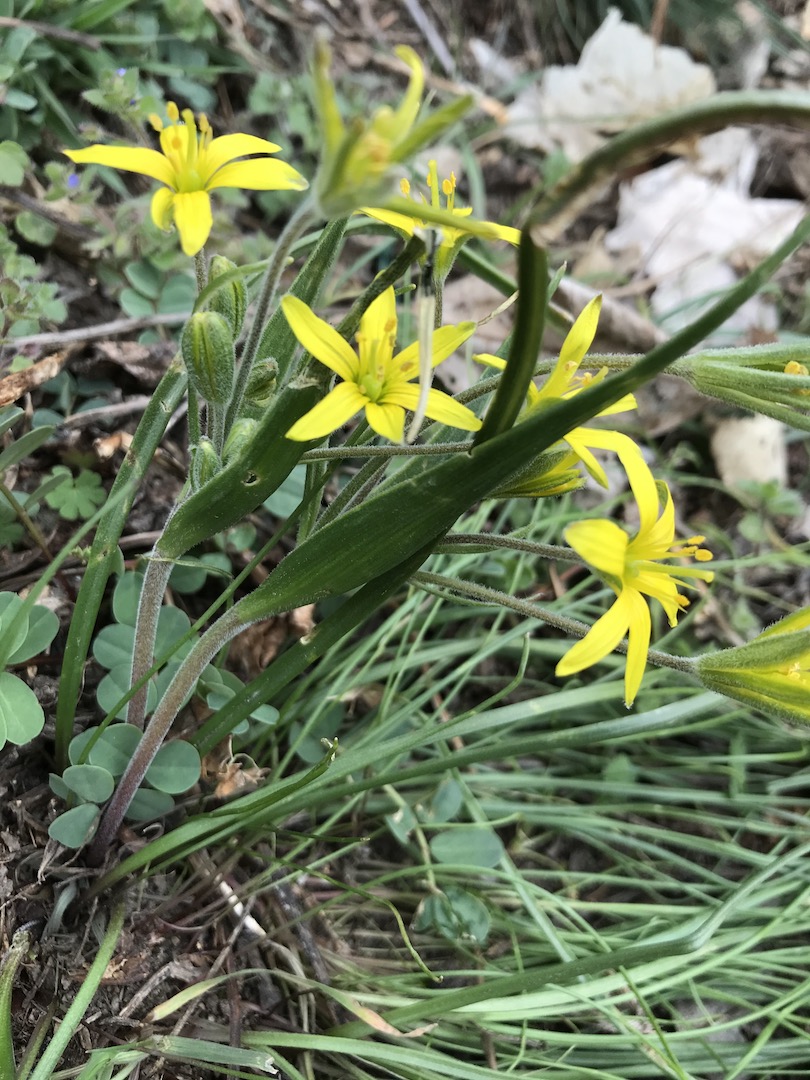 Annexe gagee feuilles tiges.jpeg