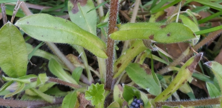 Annexe IMG_20200327_174804.jpg